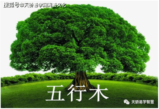 属木陈性名字有哪些_五行属木土的男孩名字_平地木命属狗的名字