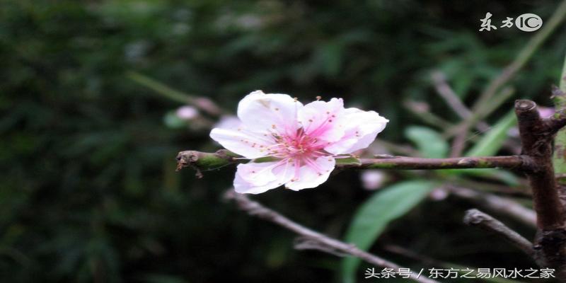 月柱 桃花 灾煞_桃花和灾煞在一起_年支中灾煞桃花