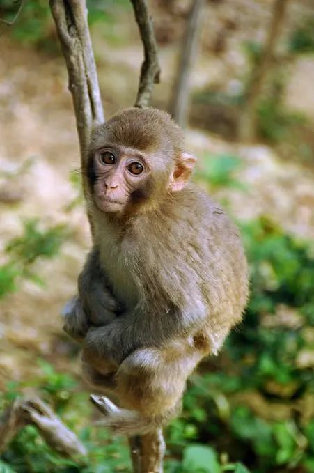 1992年属猴的女人一生桃花运旺盛，规画