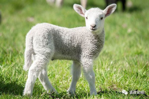 不同年份出生的属羊人2023年运势及运程